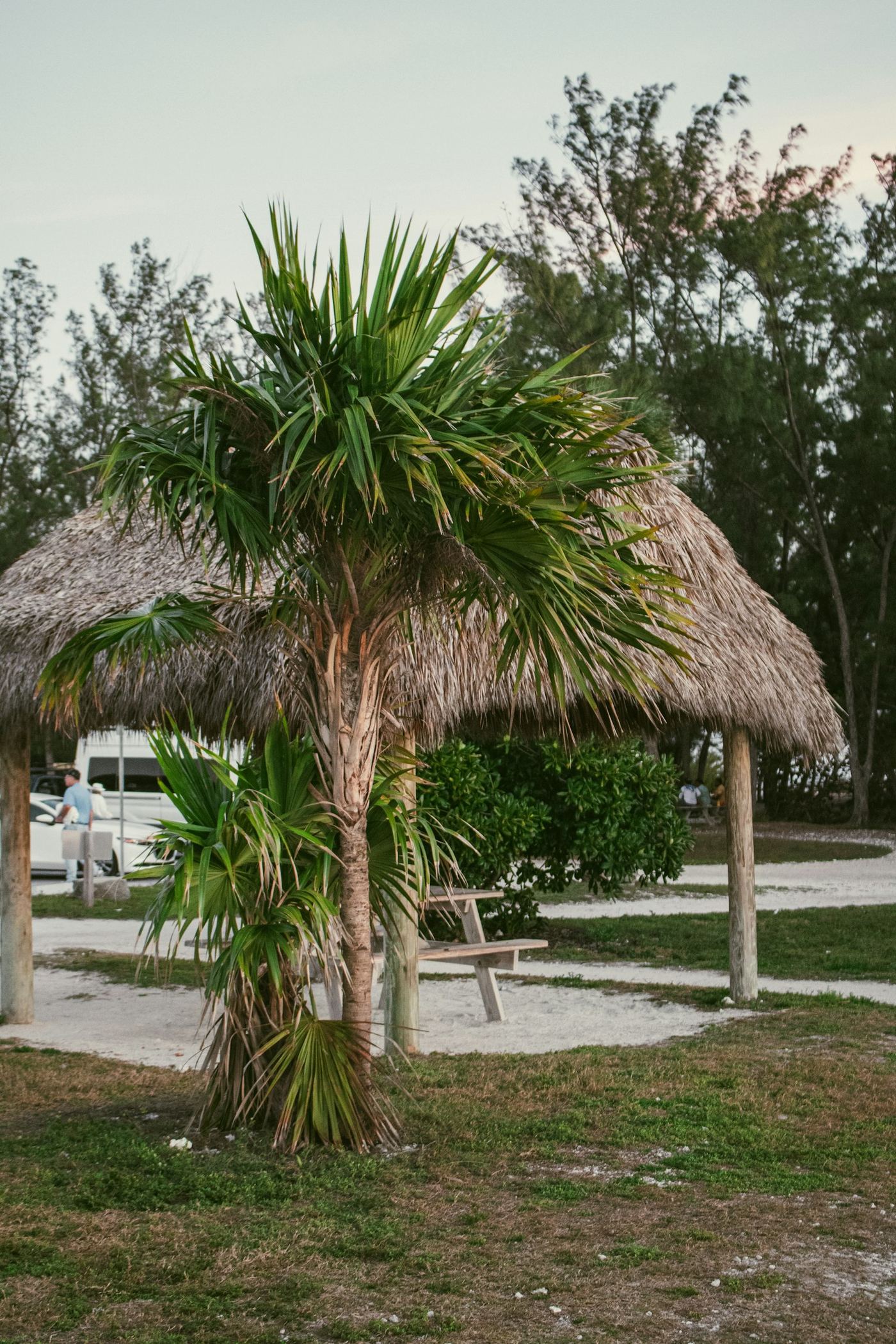 Palm tree and campground shelter in Florida